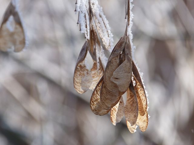 A detailed close-up of brown seed pods covered in frost, hanging delicately from a branch. Ideal for use in nature and seasonal themes, promoting the beauty of winter. Useful for articles or posts on natural details, macro photography, and winter's effects on nature.