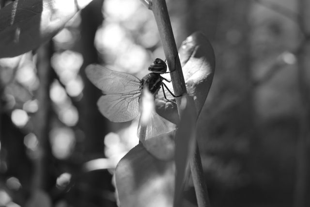 This image captures a dragonfly perched on a leaf in a black and white setting, emphasizing its intricate wings and natural surroundings. Great for use in nature blogs, insect identification guides, and decorations featuring wildlife photography.