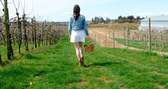 This stock photo captures a woman walking through a vineyard holding a basket on a sunny day. She is wearing a jean jacket and a white dress which gives a casual yet chic look suitable for spring or summer themes. This image could be used in articles or advertisements related to nature, outdoor activities, vineyard tours, sustainable farming, rural living, or fashion.