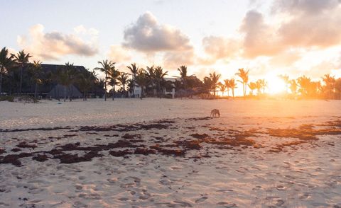 Sun Rising Over Tropical Resort Beach With Palm Tree Silhouettes and Wandering Dog