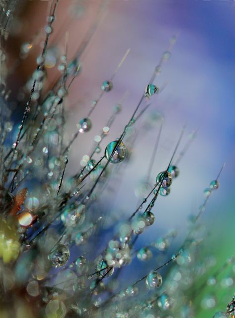 Macro View of Water Droplets on Fine Plant Stems - Download Free Stock Photos Pikwizard.com