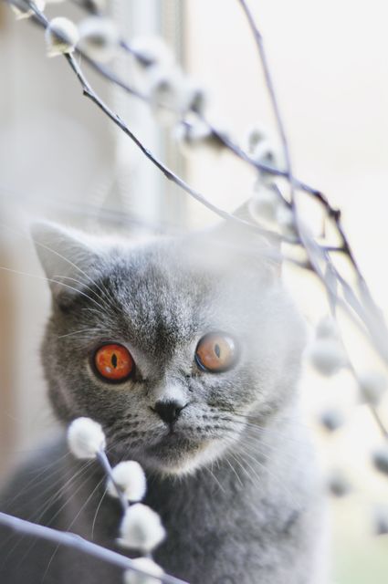 Photo captures a gray cat with striking, intense eyes gazing directly at the camera. The cat is positioned by a window with branches in the foreground. Ideal for use in pet care articles, animal-related blogs, or websites promoting cat accessories or food. Can also be used in marketing materials for veterinary services or to add a striking visual in personal or commercial projects.