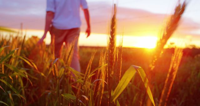 A middle-aged man walks through a field of tall grass during a vibrant sunset, with copy space. His peaceful stroll captures the essence of tranquility and connection with nature.