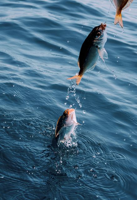 Image shows two fish jumping out of the ocean, creating splashes in the blue water. Ideal for using in content related to fishing, marine life, water activities, or sport fishing. Perfect for travel, outdoor adventure and wildlife blogs or promotional materials for fishing equipment.