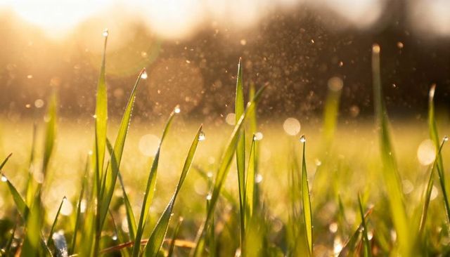 Sunlit dew on grass close-up at dawn with warm bokeh and sparkling water droplets
