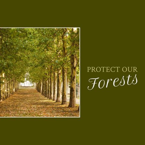 Tree-Lined Pathway Promoting Forest Conservation - Download Free Stock Templates Pikwizard.com