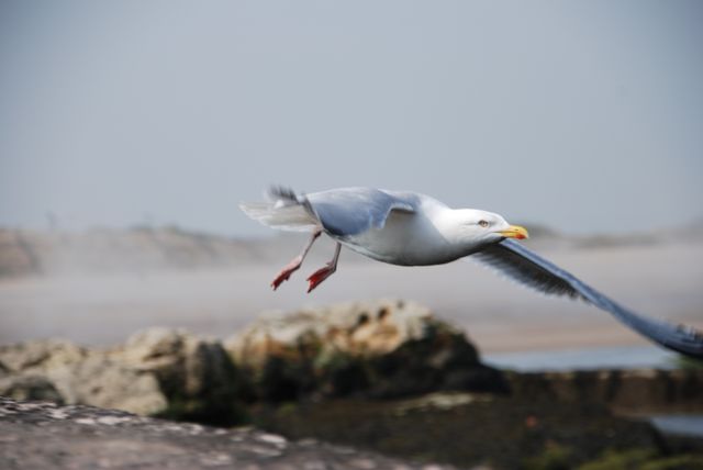 Seagull flying above rocky coastline with a misty backdrop. Great for nature, wildlife, and coastal themes. Suitable for travel brochures, educational materials about wildlife, and ocean conservation campaigns.
