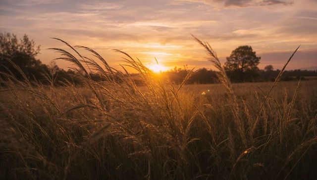 Golden sunset casting warm light over swaying meadow grasses with solitary tree