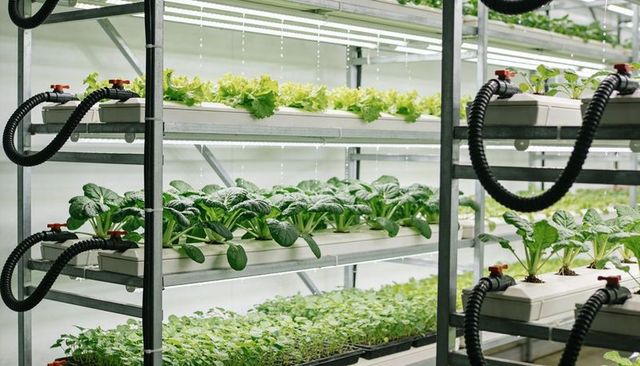 Vertical hydroponic farm growing leafy greens on multi-tier racks with led irrigation
