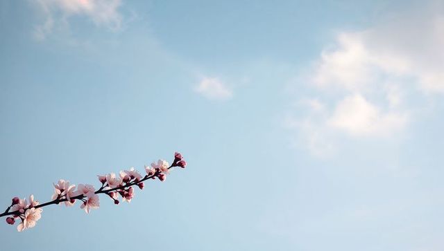 Minimal cherry blossom branch reaching across pale blue sky with soft clouds and copy space