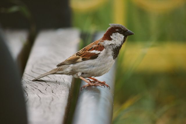 Sparrow perching on a wooden bench in an outdoor park setting. Useful for nature, wildlife, and outdoor related content. Could be used in blogs, articles, or backgrounds focusing on birdwatching, natural habitats, or animal photography.