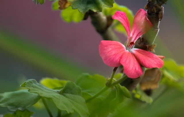 Close-up of pink flower with green leaves in garden - Download Free Stock Photos Pikwizard.com