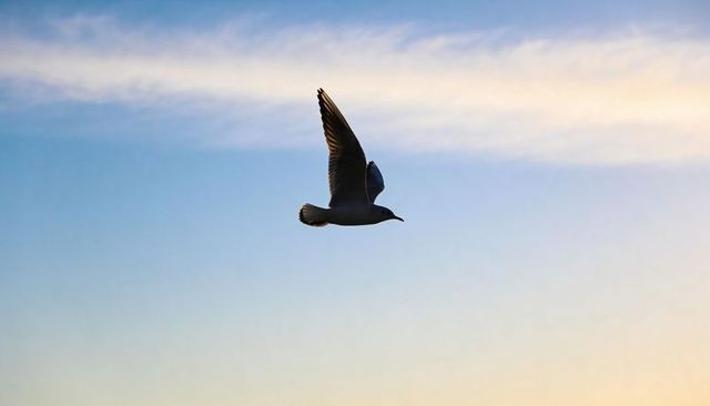 Lone gull gliding over pastel sunrise sky with wispy cloud band and backlit silhouette