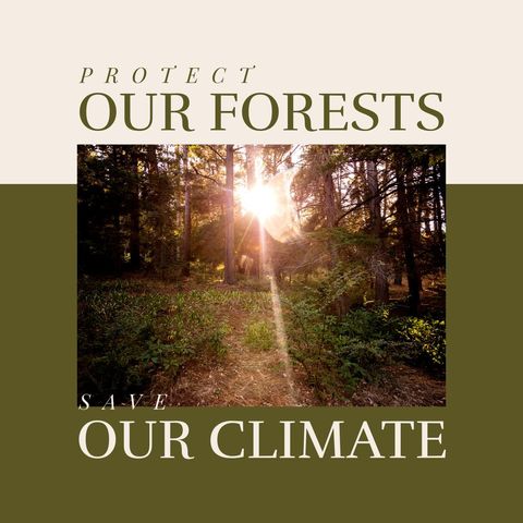 Sunlit Forest Promoting Eco-Consciousness and Climate Protection - Download Free Stock Templates Pikwizard.com