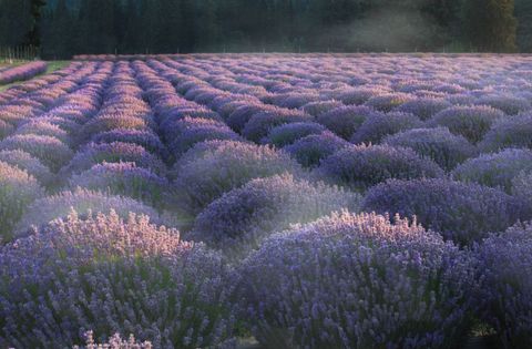 Lavender Field at Sunrise with Misty Atmosphere