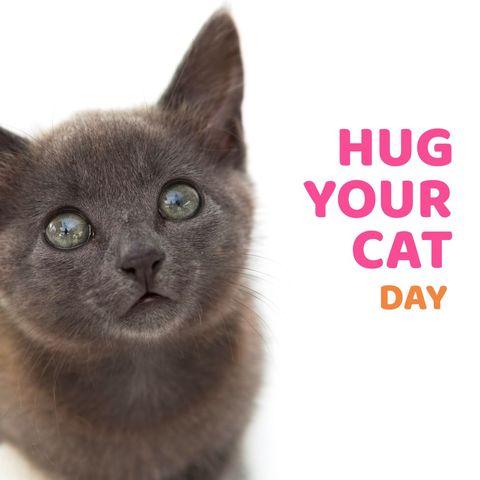 Hug Your Cat Day: Portrait of Adorable Gray Kitten - Download Free Stock Templates Pikwizard.com