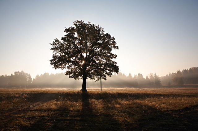 Beautiful solitary oak tree standing proudly in a vast open meadow during sunrise. Sunlight peeks through the branches casting long shadows on the dewy grass, creating a serene and tranquil atmosphere. Perfect for use in nature-themed projects, promoting relaxation, illustrating the beauty of the countryside, or inspiring moments of reflection and solitude.
