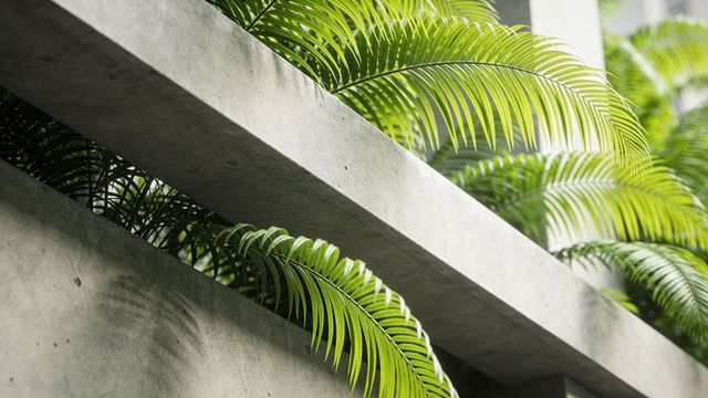 Green palm fronds weaving through concrete terrace architecture with soft shadows