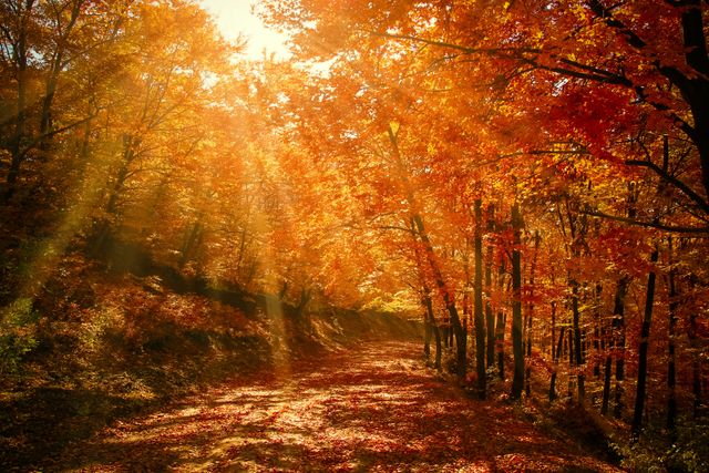 Golden sunlight streams through vibrant orange and red leaves on a forest path in autumn, creating a serene and breathtaking scene. Ideal for use in desktop wallpapers, nature calendars, travel brochures, or inspirational posters highlighting tranquility and natural beauty.