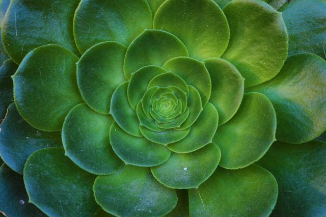 Close-up view of a vibrant green succulent plant showcasing its symmetrical leaf arrangement. Ideal for use in gardening articles, botanical studies, nature-themed designs, and eco-friendly product promotions.