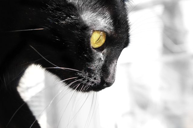 Close-Up of Black Cat with Yellow Eyes Focused and Alert - Download Free Stock Photos Pikwizard.com