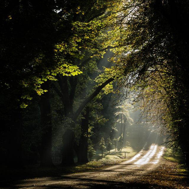 Sunlight streams through tall trees, illuminating a dirt road in a dense forest. The tranquil scene suggests early morning or late afternoon, making it ideal for nature-themed content, backgrounds, inspirational quotes, or travel brochures.
