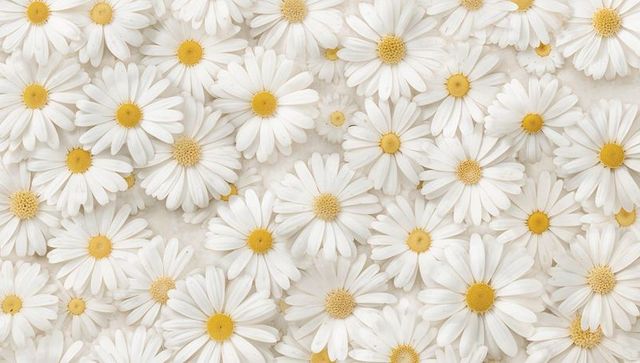 Dense white daisies creating seamless floral background and texture with yellow centers