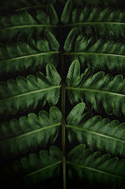 This image showcases a close-up view of lush green tropical fern leaves, capturing the intricate details and vibrant color. Ideal for nature-themed designs, botanical studies, or as a background in eco-friendly and wellness-focused projects.