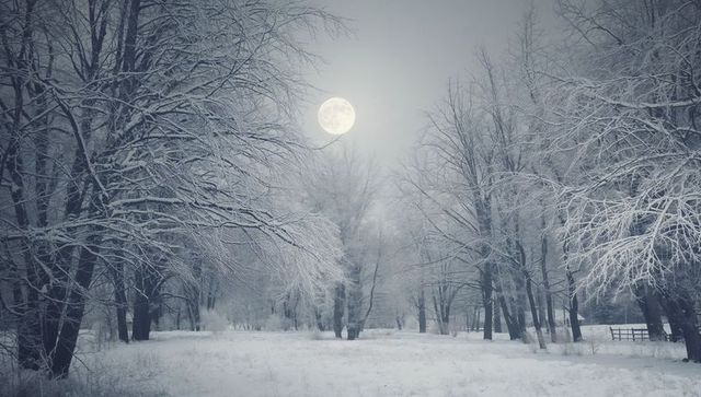 Moonlit Winter Meadow with Frost-Covered Bare Trees and Full Moon Over Silent Snowfield