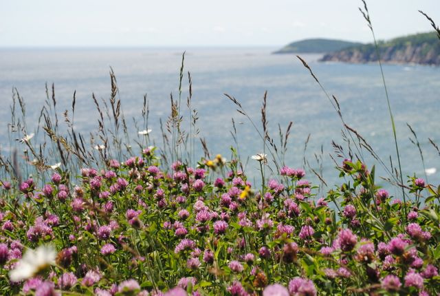 Close up of wildflowers growing in sea - Download Free Stock Photos Pikwizard.com