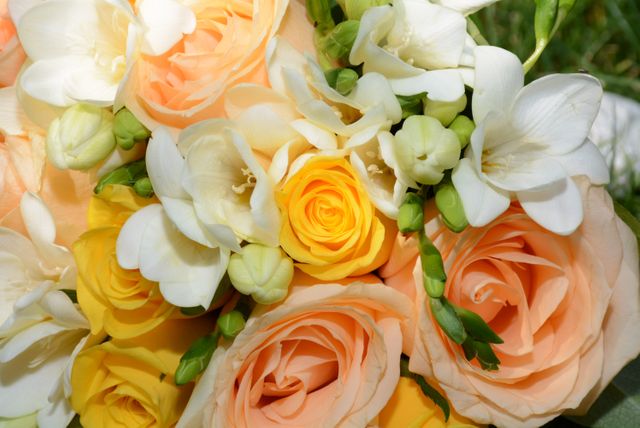 Close-Up of Fresh Peach, Yellow, and White Roses - Download Free Stock Photos Pikwizard.com
