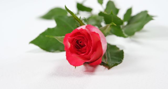 Depicts a single red rose with green leaves on a white background. Perfect for use in romantic contexts, advertisements, wedding invitations, floral arrangements, greeting cards, Valentine's Day visuals, and nature-related themes.