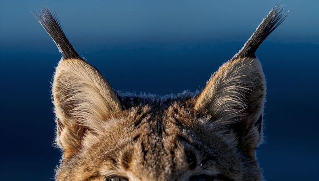 Lynx displaying ear tufts and textured fur at dawn with deep blue background