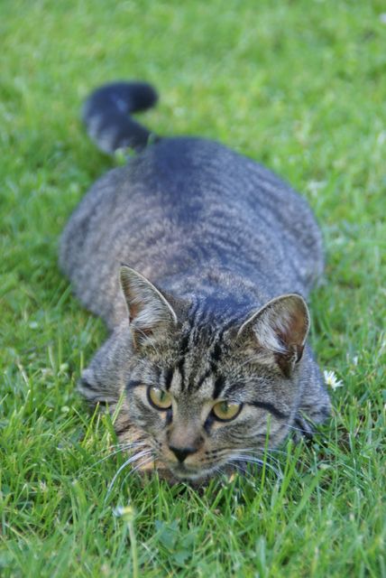 Focused Tabby Cat Lying on Green Grass Preparing to Pounce - Download Free Stock Photos Pikwizard.com