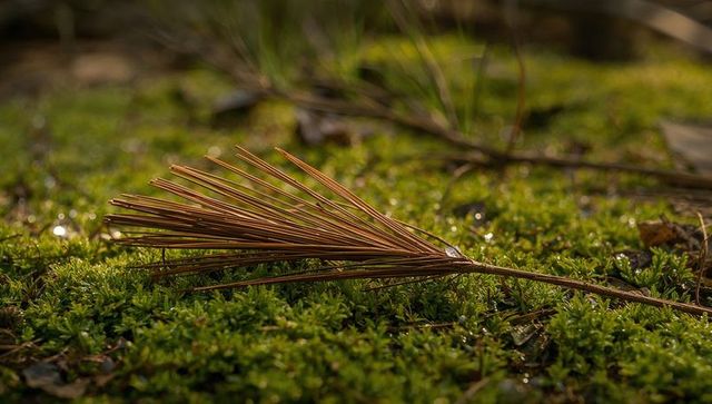 Resting pine needle cluster on dew-kissed moss with warm backlight and woodland bokeh