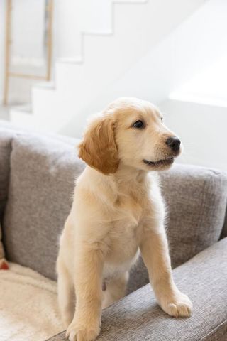 Golden retriever puppy standing on sofa armrest in cozy minimal living room