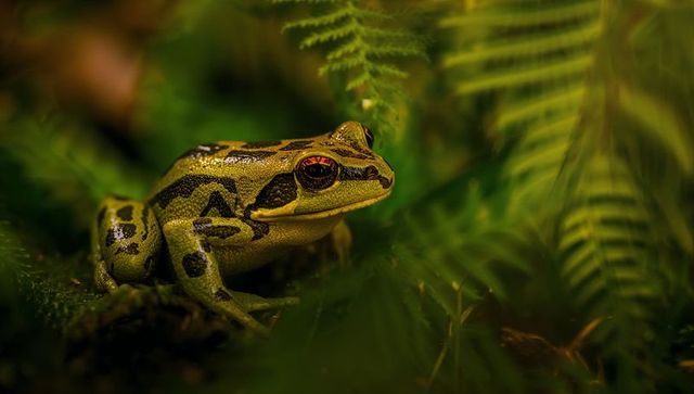 Resting green and black patterned tree frog on moss with fern fronds rainforest closeup
