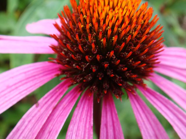 Echinacea flower with vivid purple petals and a rich orange center. Ideal for publications on gardening, nature studies, and floral design inspiration. Shows beauty in natural environments, suitable for use in botanical print materials and websites about horticulture.