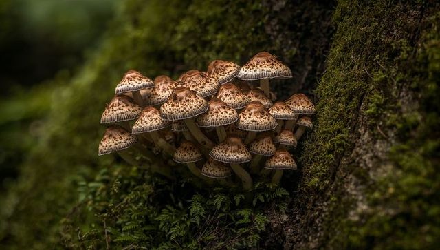 Growing cluster of patterned brown mushrooms on mossy tree base in shaded woodland