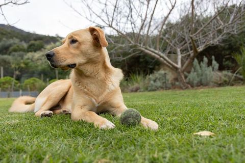 Golden labrador retriever lying on green lawn with mossy tennis ball, looking into distance