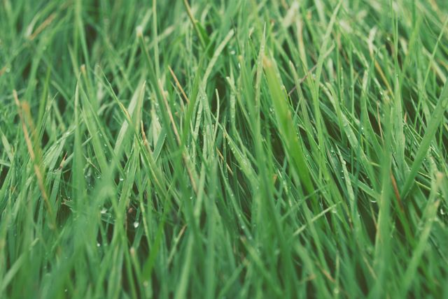 Grass dew nature summer - Download Free Stock Photos Pikwizard.com