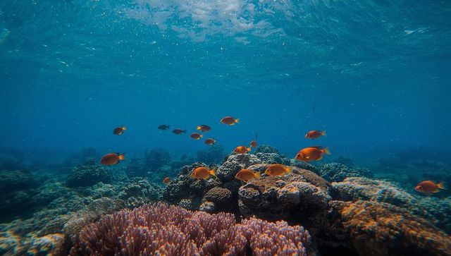 Vibrant coral reef with colorful fish underneath ocean
