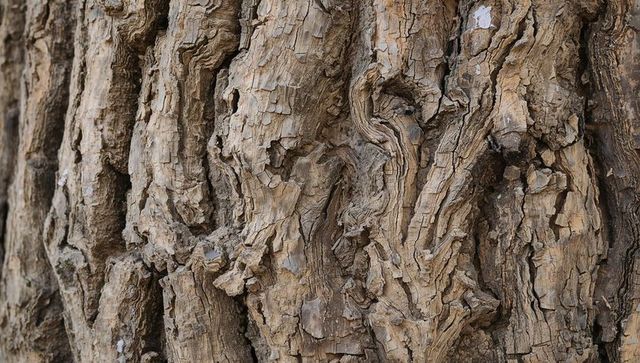 Close-up weathered tree bark texture with deep furrows, peeling plates and knots