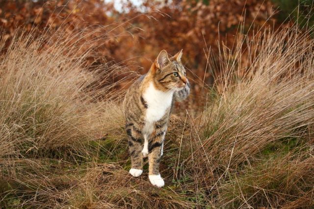 A tabby cat is observing its surroundings in an autumn setting with dry grass and fallen leaves. Useful for themes related to pets, autumn, outdoor life, and nature exploration. Great for websites, blogs, or magazines focused on wildlife, pet care, and seasonal changes.