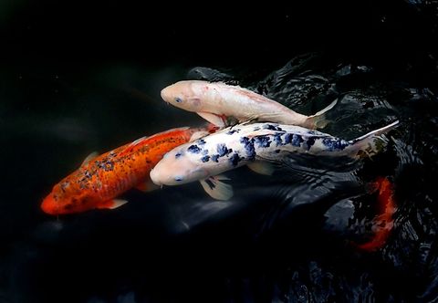 Vibrant koi small fish swimming in pond