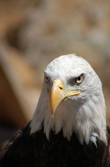 Close-up portrait capturing the majestic gaze of a bald eagle. Ideal for wildlife presentations, educational materials on birds of prey, and nature conservation campaigns. Perfect for use in ornithology articles, animal blogs, and nature-themed wall art.