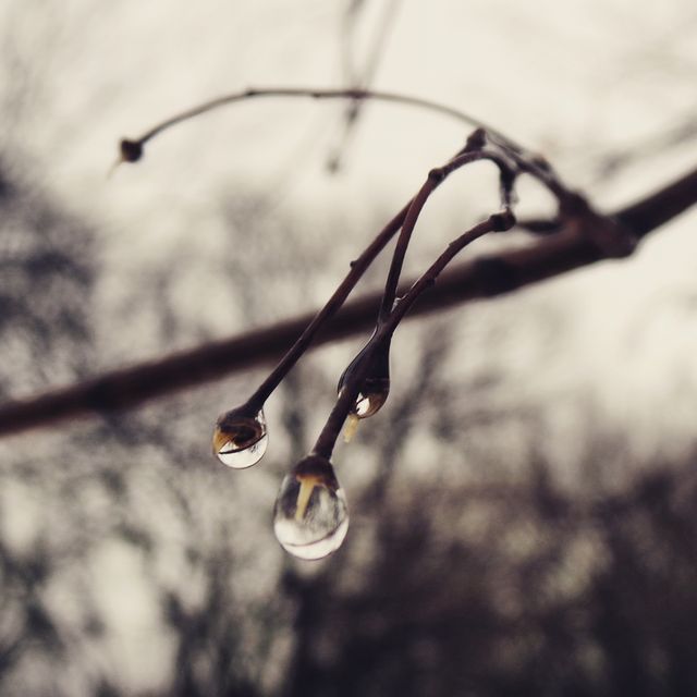 This tranquil depiction of rain droplets on bare winter branches captures the beauty of nature in its simplest form. The close-up details emphasize the purity of the water droplets and the intricate texture of the branches, ideal for use in environmental campaigns, minimalist art projects, or seasonal greetings related to winter or rain. Its serene and calming mood makes it suitable for mindfulness and relaxation themed content.