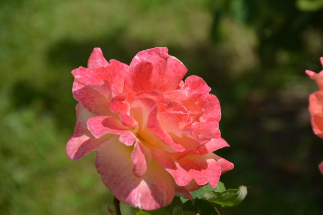 Close-Up of a Vibrant Pink and Yellow Rose in Bloom - Download Free Stock Photos Pikwizard.com