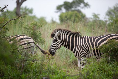 Zebras Grazing in Lush African Grasslands