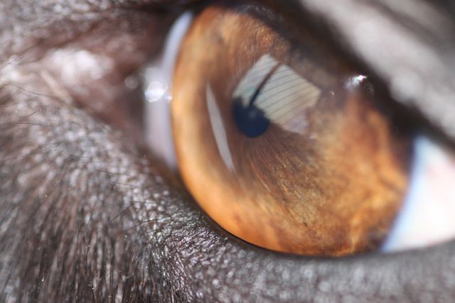 This image captures a detailed close-up of a brown eye, highlighting the texture of the iris and surrounding lashes. The reflection in the eye hints at light coming through a window. Ideal for use in articles or presentations on human anatomy, vision, emotions, or photography techniques. It is also suitable for advertisements or marketing materials related to eye care products or cosmetic brands.